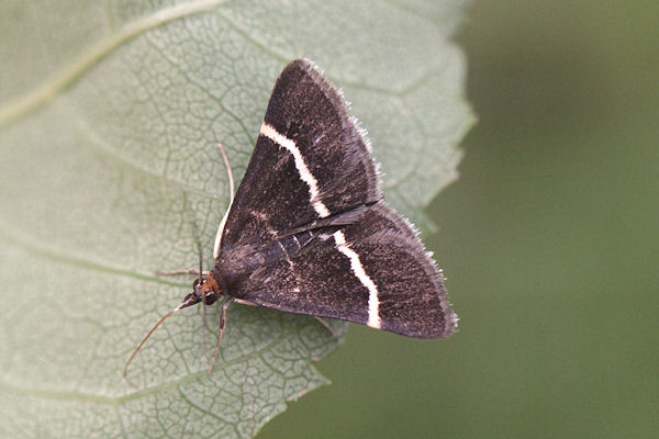 Pyrausta cingulata: Bild 3