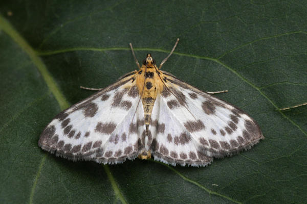 Anania hortulata: Bild 4