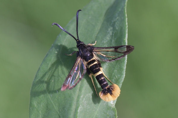 Synanthedon andrenaeformis: Bild 2