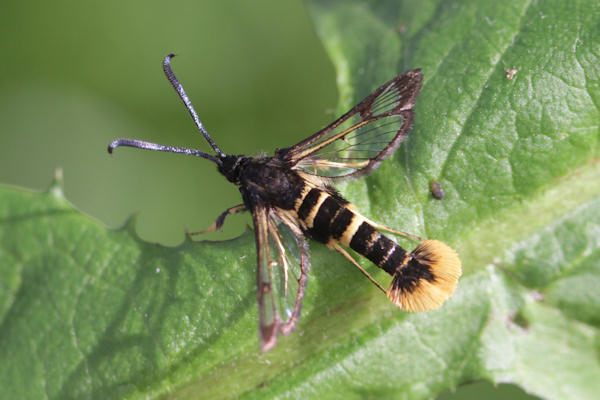 Synanthedon andrenaeformis: Bild 3