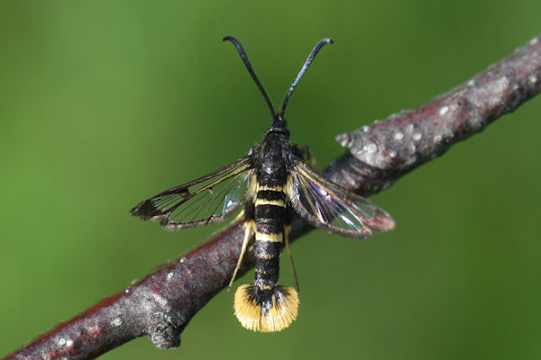 Synanthedon andrenaeformis: Bild 4