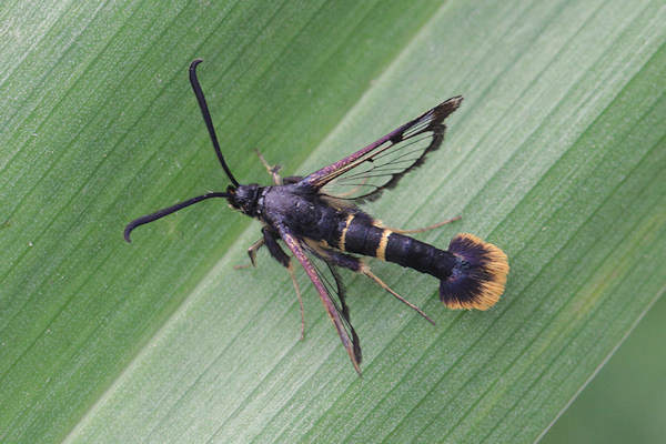 Synanthedon andrenaeformis: Bild 6