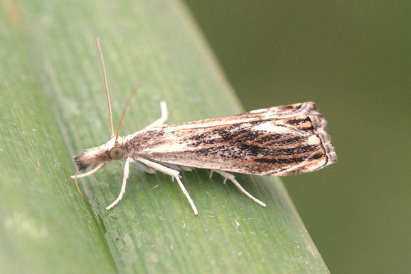 Catoptria verellus: Bild 1