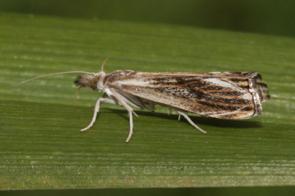 Catoptria verellus: Bild 2