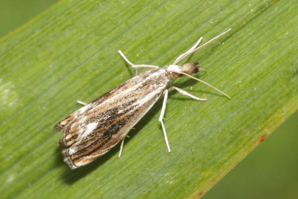 Catoptria verellus: Bild 3