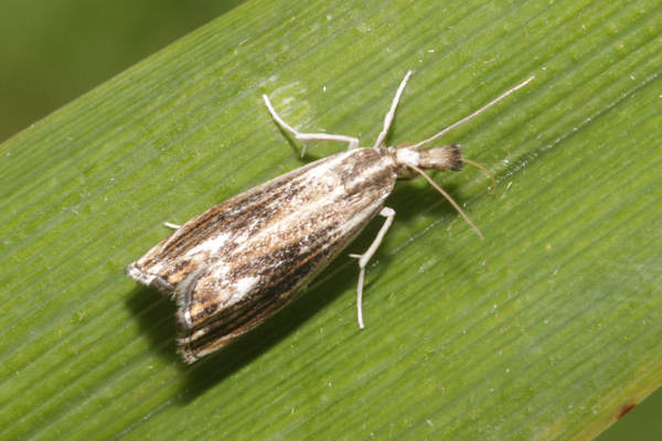 Catoptria verellus: Bild 4