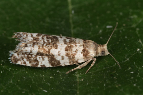 Epinotia tedella: Bild 2