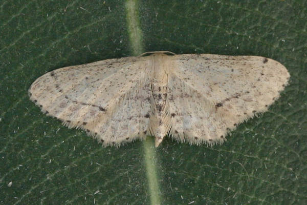 Idaea dimidiata: Bild 10