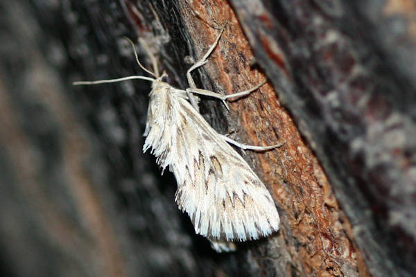 Cynaeda dentalis: Bild 4