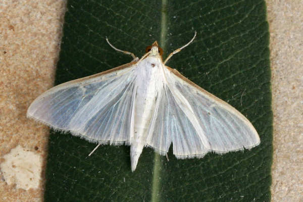 Palpita vitrealis: Bild 4