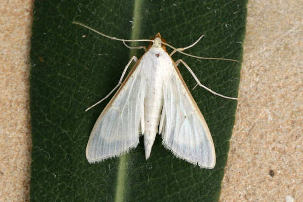 Palpita vitrealis: Bild 5