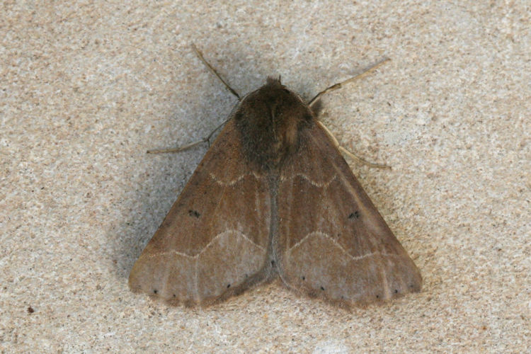 Crocallis tusciaria cypriaca: Bild 2