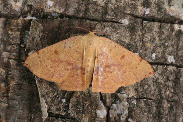 Cyclophora puppillaria: Bild 7