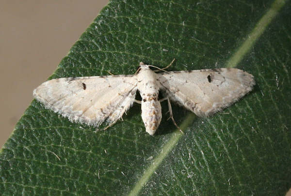 Eupithecia centaureata centralisata: Bild 2
