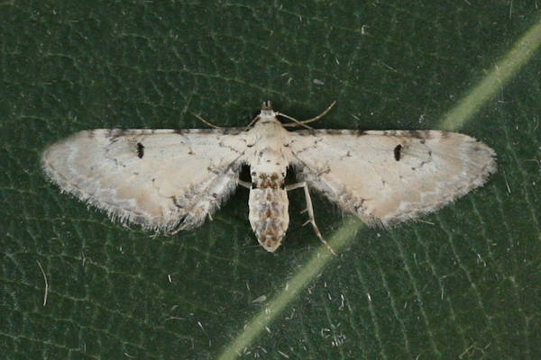 Eupithecia centaureata centralisata: Bild 3