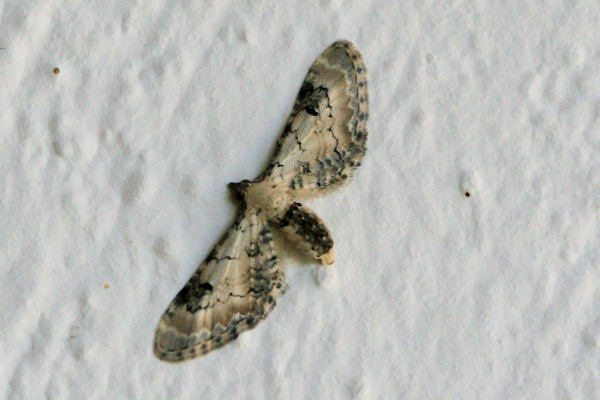 Eupithecia centaureata centralisata: Bild 4