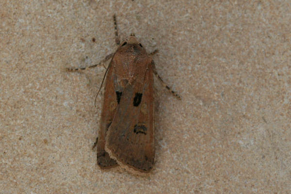 Agrotis trux: Bild 2