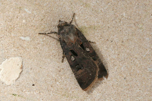 Agrotis trux: Bild 9