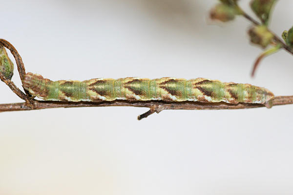 Eupithecia innotata: Bild 44