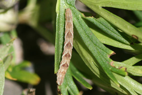 Eupithecia satyrata: Bild 127