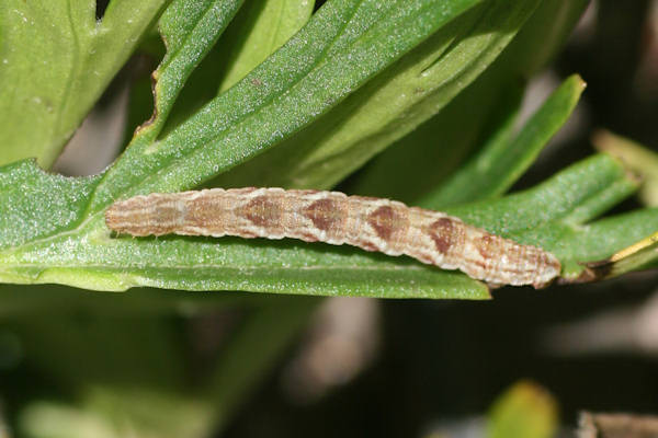 Eupithecia satyrata: Bild 128