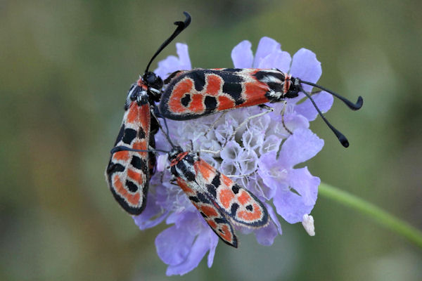 Zygaena fausta: Bild 4