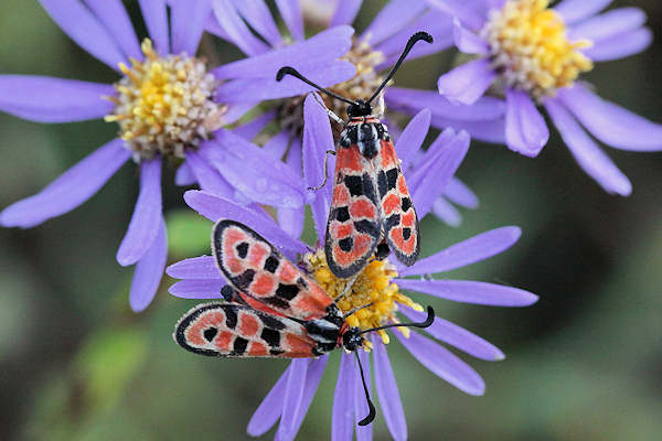 Zygaena fausta: Bild 5