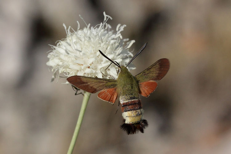 Hemaris croatica: Bild 1