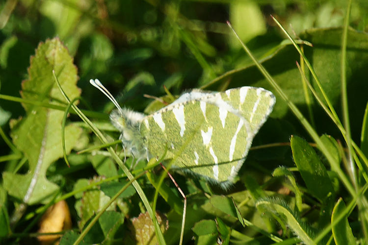 Euchloe belemia: Bild 4