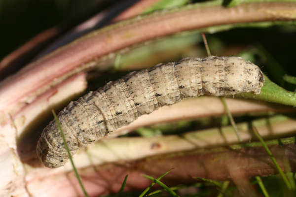 Eucoptocnemis optabilis: Bild 3