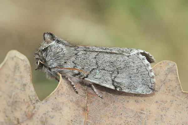 Achyla flavicornis: Bild 2