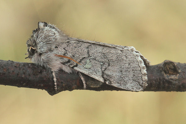 Achyla flavicornis: Bild 3