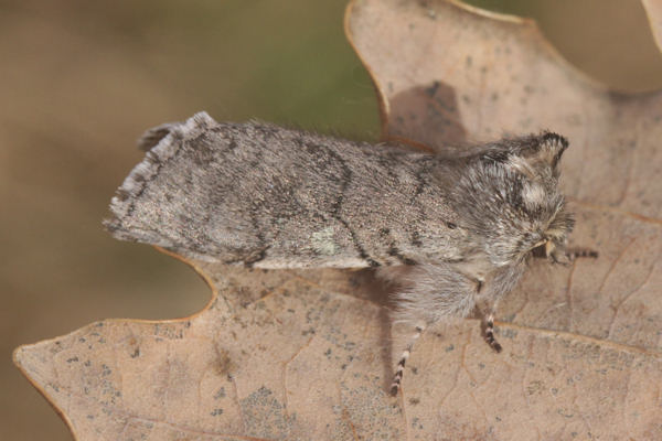 Achyla flavicornis: Bild 6