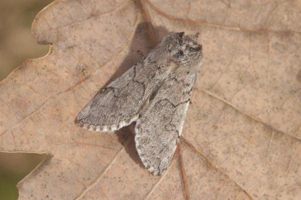 Achyla flavicornis: Bild 8