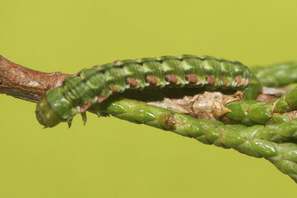 Epilobophora sabinata teriolensis: Bild 22