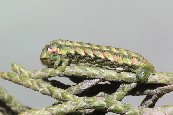 Epilobophora sabinata teriolensis: Bild 36