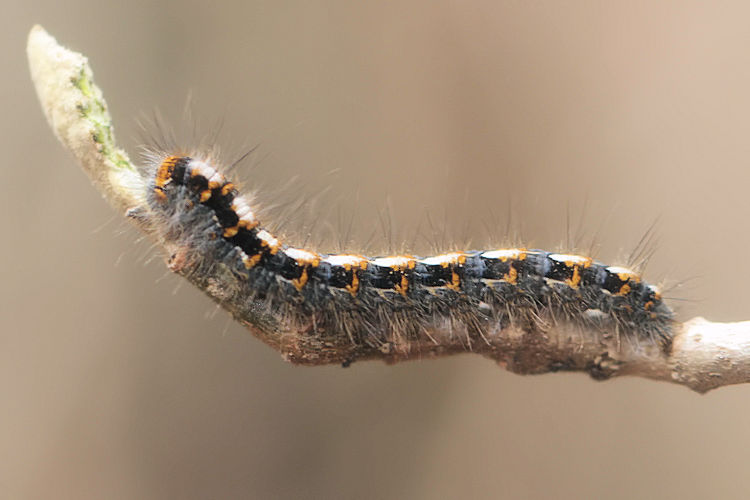 Lasiocampa quercus: Bild 14