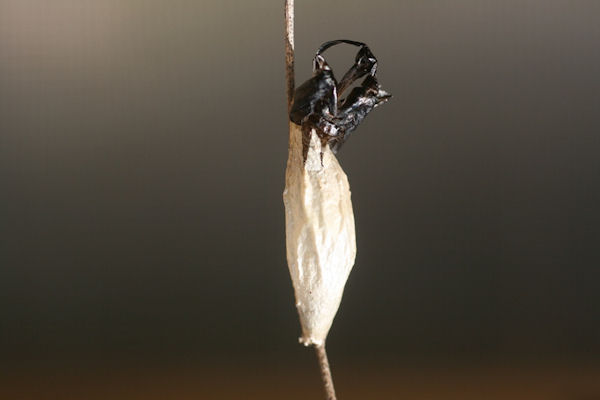 Zygaena lavandulae: Bild 3