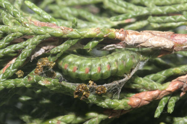 Epilobophora sabinata teriolensis: Bild 68