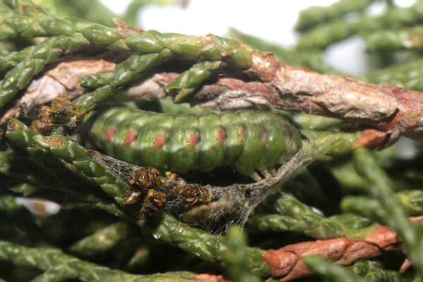 Epilobophora sabinata teriolensis: Bild 69