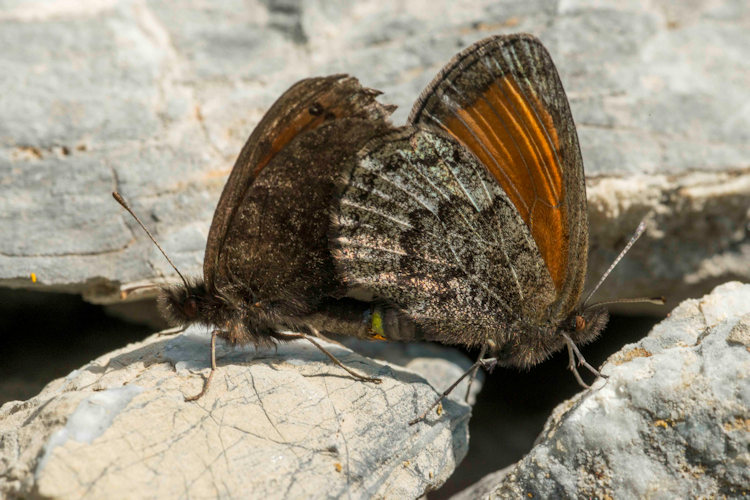 Erebia gorge gorge: Bild 7