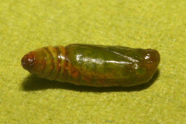 Epilobophora sabinata teriolensis: Bild 72
