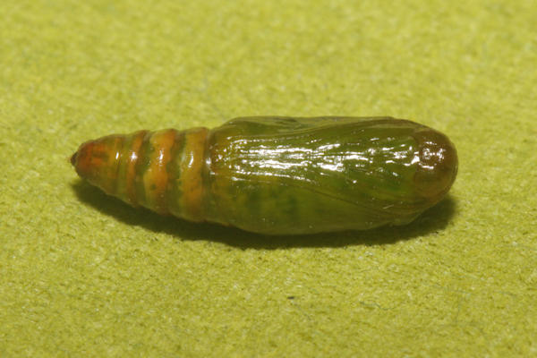 Epilobophora sabinata teriolensis: Bild 73