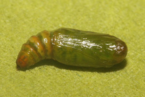 Epilobophora sabinata teriolensis: Bild 74