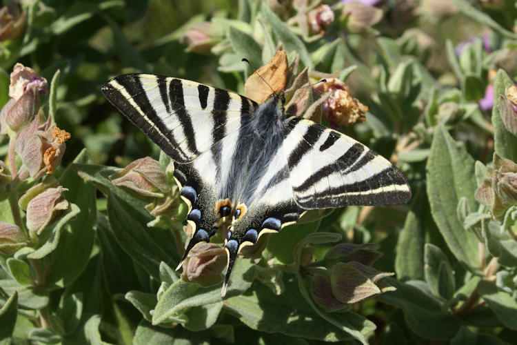 Iphiclides feisthamelii: Bild 1