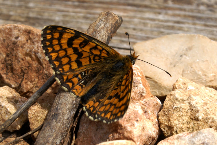 Melitaea deione: Bild 2