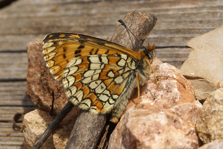 Melitaea deione: Bild 3