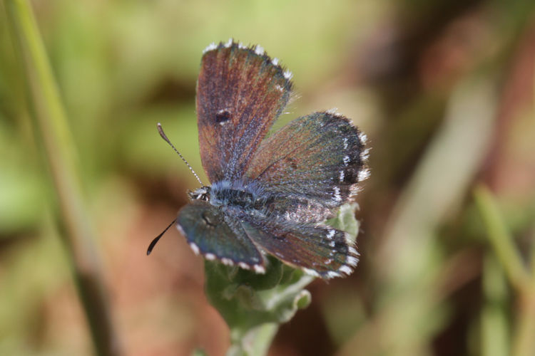 Pseudophilotes abencerragus: Bild 1