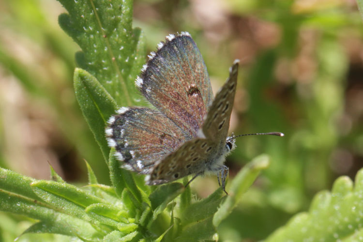 Pseudophilotes abencerragus: Bild 7