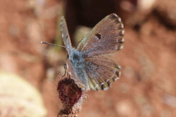 Pseudophilotes abencerragus: Bild 9